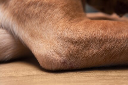 An animal's coat may or may not show a deficiency.