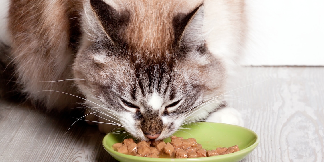 Alles für die Katz: Stiftung Warentest überprüft Nassfuttersorten